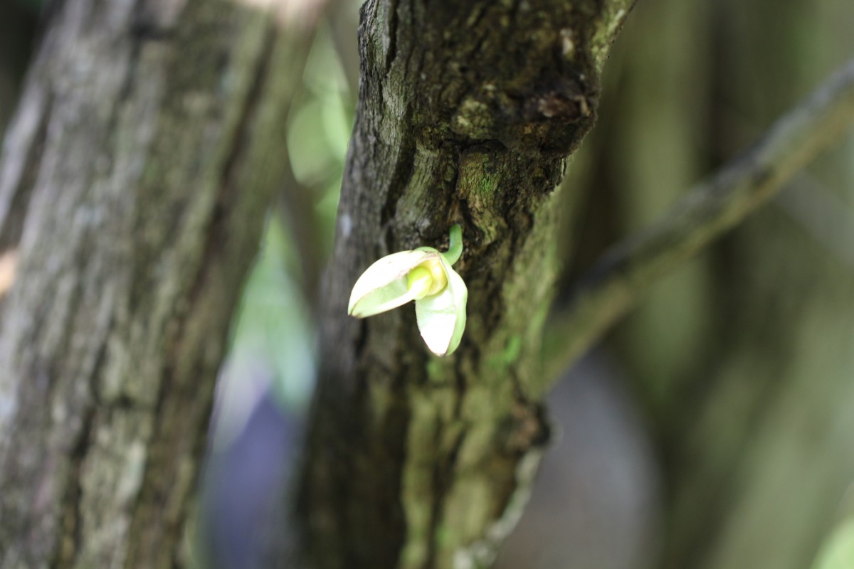 Crescentia cujete L.